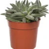 Crassula (Crassula Tenelli) D 10,5 H 15 Cm -Gardena Verkoopwinkel 8717263465393 1