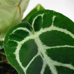 Gardena Verkoopwinkel -Gardena Verkoopwinkel 8720196776818 2