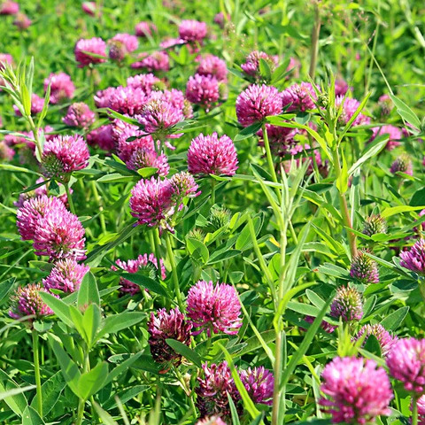 Gardena Verkoopwinkel -Gardena Verkoopwinkel red clover 2fbc45cd 7522 4e14 a64e 82ca190f8f72